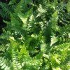 Dryopteris%20affinis%20Pinderi01s