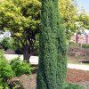 Juniperus%20comunis%20Sentinel