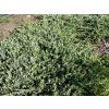 Juniperus%20horizontalis%20Wiltonii%2003
