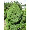 Picea%20glauca%20Conica%2002