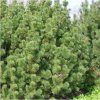 Pinus%20mugo%20mugo