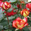 Rosa%20Ritterthurm02