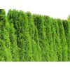 Thuja%20occ%20Smaragd%20022