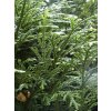 Thujopsis dolobrata 04
