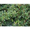Cotoneaster%20dammerii%20Eichholz