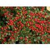 Cotoneaster%20horizontalis01