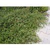 Cotoneaster%20salicifolius%20Parkteppich01