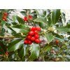 Ilex aquifolium Alaska 02