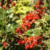 Ilex%20aquifolium%20Alaska