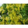 Laburnum anagyroides 04