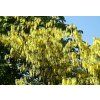 Laburnum anagyroides 03