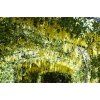 Laburnum anagyroides 02