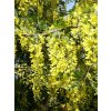 Laburnum%20Vossii