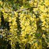 Laburnum Vossii 01