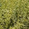 Ligustrum ovalifolium Aureum