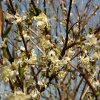 Lonicera fragrantissima 01