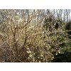 Lonicera fragrantissima 04