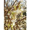 Lonicera%20fragrantissima%2005