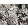 Magnolia%20stellata%2001