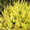 Erica%20carnea%20Fox%20Hollow01