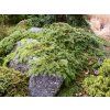 Picea%20abies%20Formanek%2001