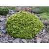 Picea%20abies%20LittleGem%2002