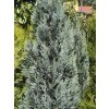 Cham%20lawsoniana%20Columnaris