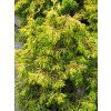 Cham%20obtusa%20Tsatsumi%20Aurea%2001
