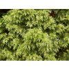 Thuja%20plicata%20Zebrina%20011