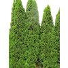Thuja%20occ%20Malonyana%20031