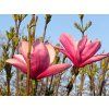 Magnolia%20hybr%20Galaxy%2079