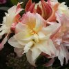 Azalea%20Canonns%20Double