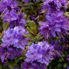 Rhododendron%20impeditum%20Azurika