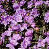 Rhododendron%20impeditum%20Ramapo