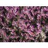 Erica darleyensis Kramers Rote 02