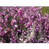 Erica%20darleyensis%20Kramers%20Rote%2001