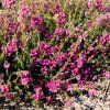 Erica%20cinerea%20Patrick