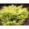Juniperus%20horizontalis%20Lime%20Glow