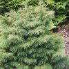 Cryptomeria%20japonica%20Elegans