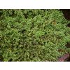 Juniperus%20communis%20GreenCarpet%2001