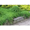 Juniperus%20procumbens%20Nana%2001