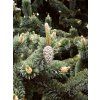 Pinus aristata 02