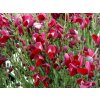 Cytisus%20praecox%20Boskoop%20Ruby