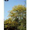 Gleditsia triacanthos Sunburst  dřezovec žlutolistý