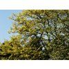 Gleditsia triacanthos Sunburst  dřezovec žlutolistý