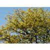 Gleditsia triacanthos Sunburst  dřezovec žlutolistý