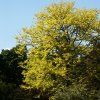 Gleditsia triacanthos Sunburst  dřezovec žlutolistý