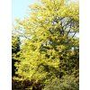 Gleditsia%20triacanthos%20Sunburst%202