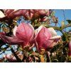 Magnolia%20soul%20Rustica%20Rubra