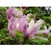 Magnolia%20G%20H%20Kern%2001